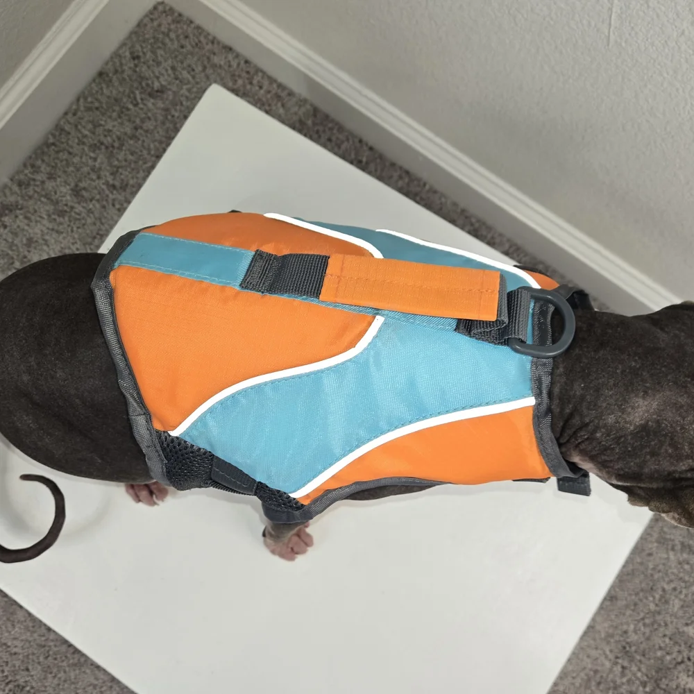 Orange and Blue Cat Life Jacket